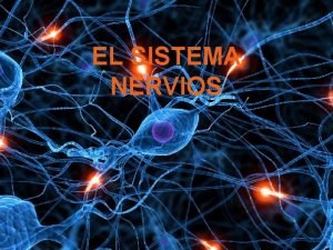 EL SISTEMA NERVIOS EL SISTEMA NERVIS VICENT SNCHEZ