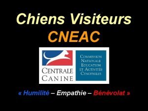 Chiens Visiteurs CNEAC Humilit Empathie Bnvolat Un Chien