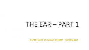 Antomy of the ear