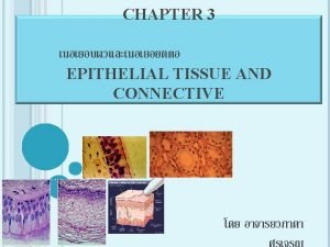 Reticular connective tissue description