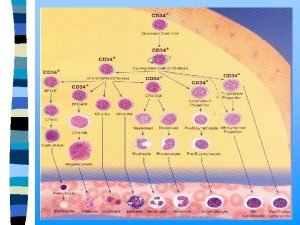 LEUKOCYTY KRWINKI BIAE WBC Wartoci prawidowe doroli 4