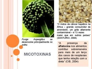 Rdc 7 micotoxinas