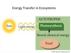 Energy transfer in ecosystems