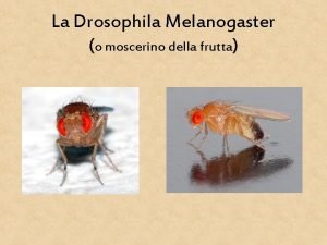 La Drosophila Melanogaster o moscerino della frutta Aspetto