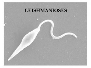 LEISHMANIOSES Porque estudar leishmaniose Grande endemia 88 pases