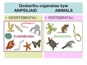 Dosbarthu organebau byw ANIFEILIAID ANIMALS INFERTEBRATAU FERTEBRATAU Dosbarthu