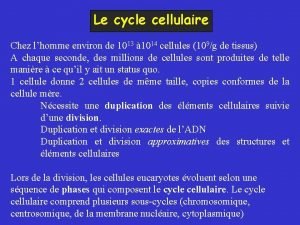 Le cycle cellulaire Chez lhomme environ de 1013