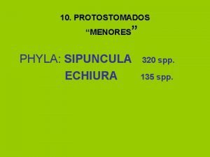 10 PROTOSTOMADOS MENORES PHYLA SIPUNCULA ECHIURA 320 spp