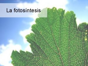 La fotosntesis Cmo se determin que las plantas