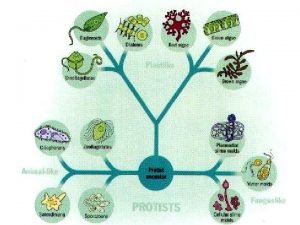 Unicellular heterotrophs