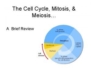 The Cell Cycle Mitosis Meiosis A Brief Review