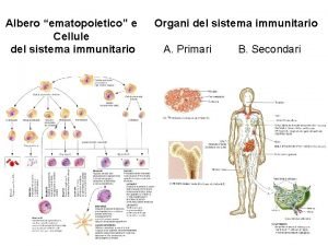 Albero ematopoietico e Cellule del sistema immunitario Organi