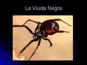 La Viuda Negra l La hembra mide hasta