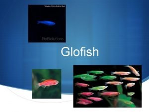 Glofish S GFP Sources of GFP S GFP