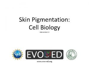 Skin Pigmentation Cell Biology slide version 1 0