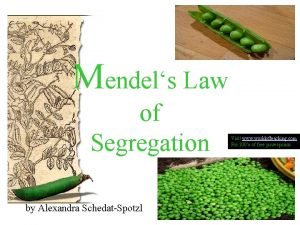 Mendels Law of Segregation by Alexandra SchedatSpotzl Visit