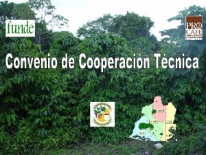 La Fundacin Salvadorea para Investigaciones del Caf PROCAFE