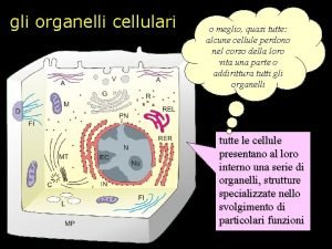 gli organelli cellulari o meglio quasi tutte alcune