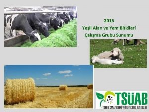 2016 Yeil Alan ve Yem Bitkileri alma Grubu