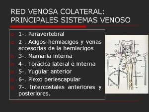 Red colateral venosa