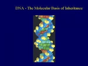 DNA The Molecular Basis of Inheritance Important Early