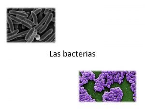 Las bacterias Definicin Las bacterias son microorganismos unicelulares