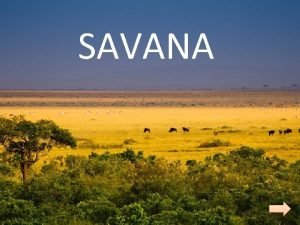 Fauna savana