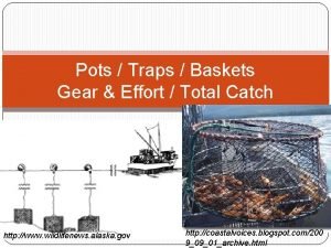 Pots Traps Baskets Gear Effort Total Catch http