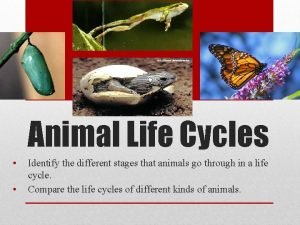 Mammal life cycle stages