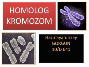 HOMOLOG KROMOZOM Hazrlayan Eray GRGN 10D 641 Anne