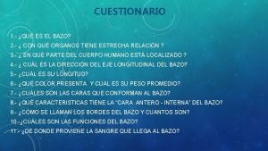 Preguntas sobre el bazo