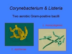 Corynebacterium Listeria Two aerobic Grampositive bacilli L monocytogenes