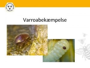 Varroabekmpelse Hvad er varroa Parasit der lever af