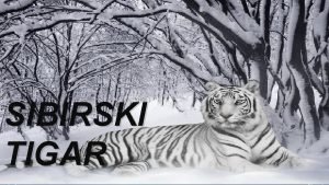 SIBIRSKI TIGAR Graa tijela Od vrha njuke do