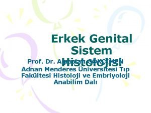 Erkek Genital Sistem Prof Dr Alpaslan GKMEN Histolojisi