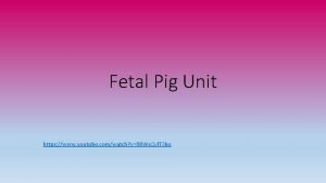 Fetal pig masseter muscle