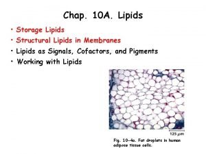 Chap 10 A Lipids Storage Lipids Structural Lipids