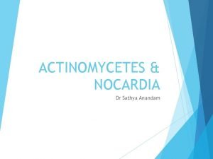 ACTINOMYCETES NOCARDIA Dr Sathya Anandam ACTINOMYCETES Gram positve