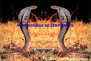 MORDEDURAS DE SERPIENTES COBRA COMUN Naja naja Clasificacin