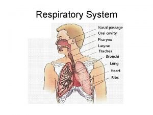 Cellular respiration respiratory system