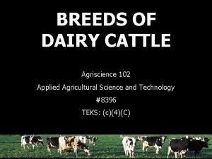 BREEDS OF DAIRY CATTLE Agriscience 102 Applied Agricultural