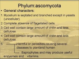 Protoascomycetes Protoascomycetes