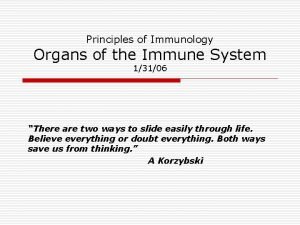 Immune system lymph nodes