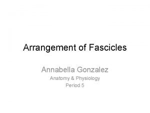 The arrangement of fascicles in orbicularis oris is