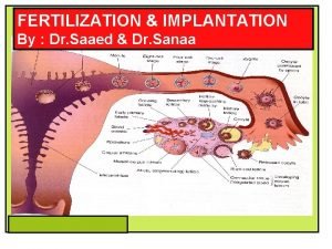 FERTILIZATION IMPLANTATION By Dr Saaed Dr Sanaa OBJECTIVES