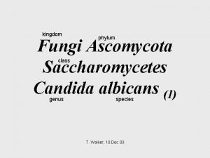 Candidisi
