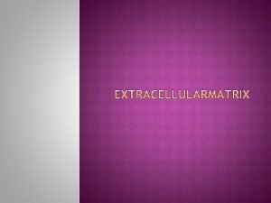 1 The extracellular matrix ECM The area between