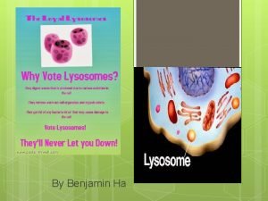 By Benjamin Ha What is a Lysosome Lysosomes