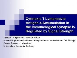 Cytotoxic T Lymphocyte Antigen4 Accumulation in the Immunological