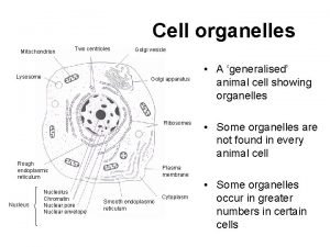 Cell organelles Mitochondrion Two centrioles Lysosome Golgi vesicle